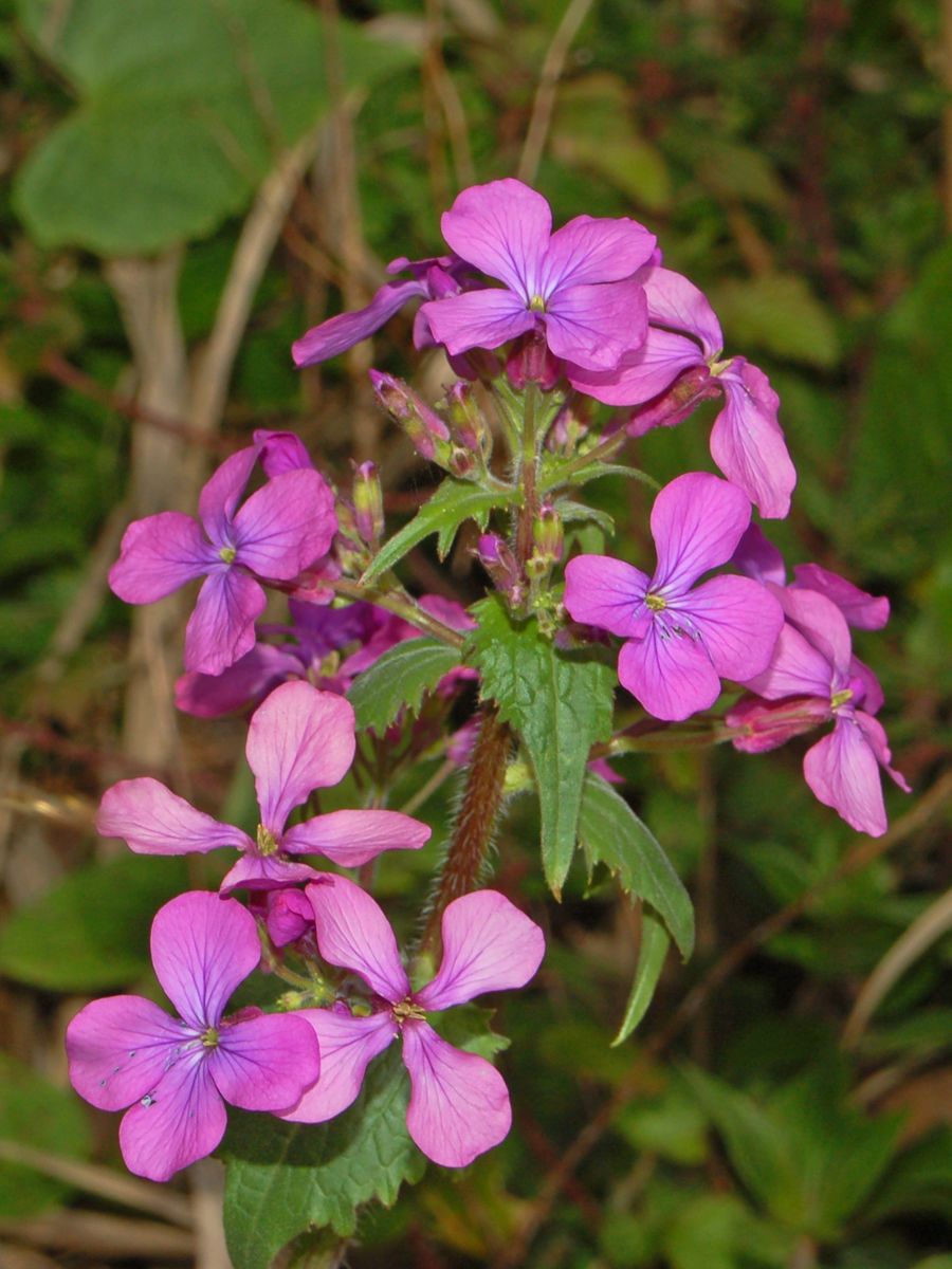 Lunaria annua / Lunaria meridionale